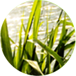 Reiki Logo